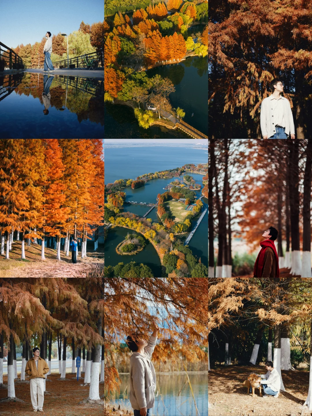 昆山红杉林打卡攻略|邂逅冬日限定浪漫