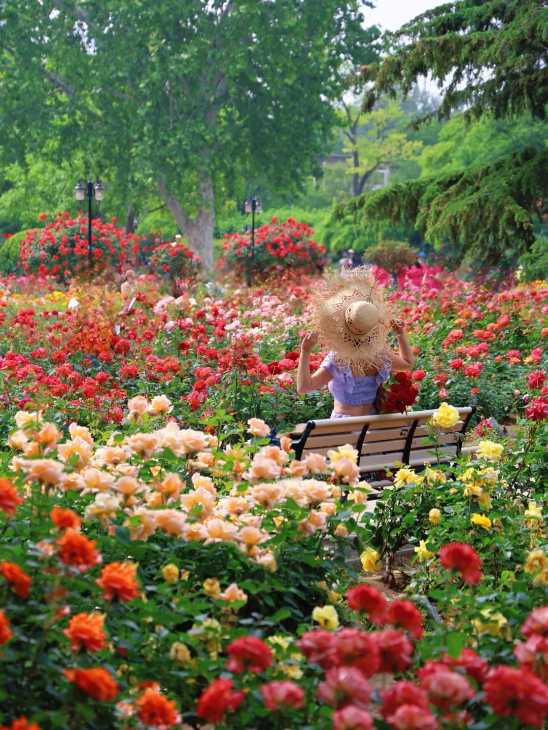 天津万万次的春和景明🌸附花期地点