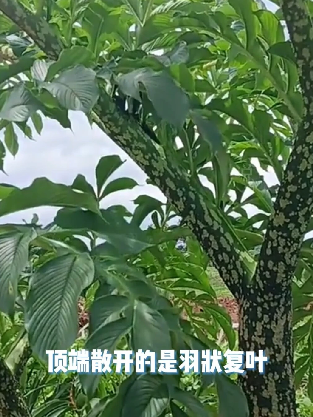 魔芋居然是有毒植物做的