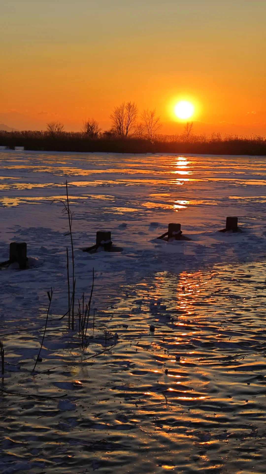 冬日初雪野鸭湖