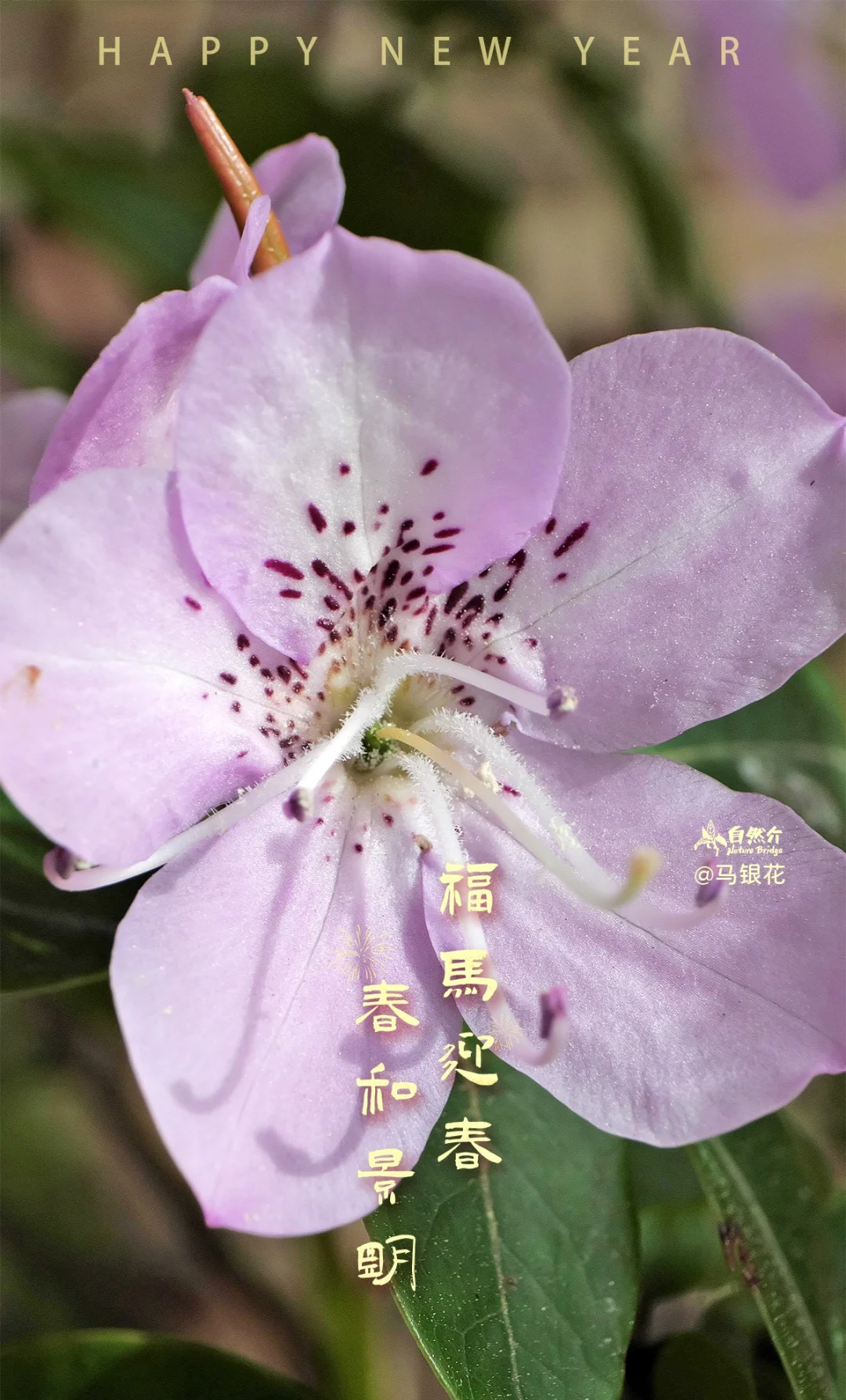 新年快乐｜马年迎新，春和景明