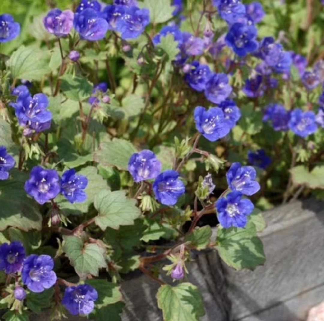 蓝色约定 加州蓝铃花