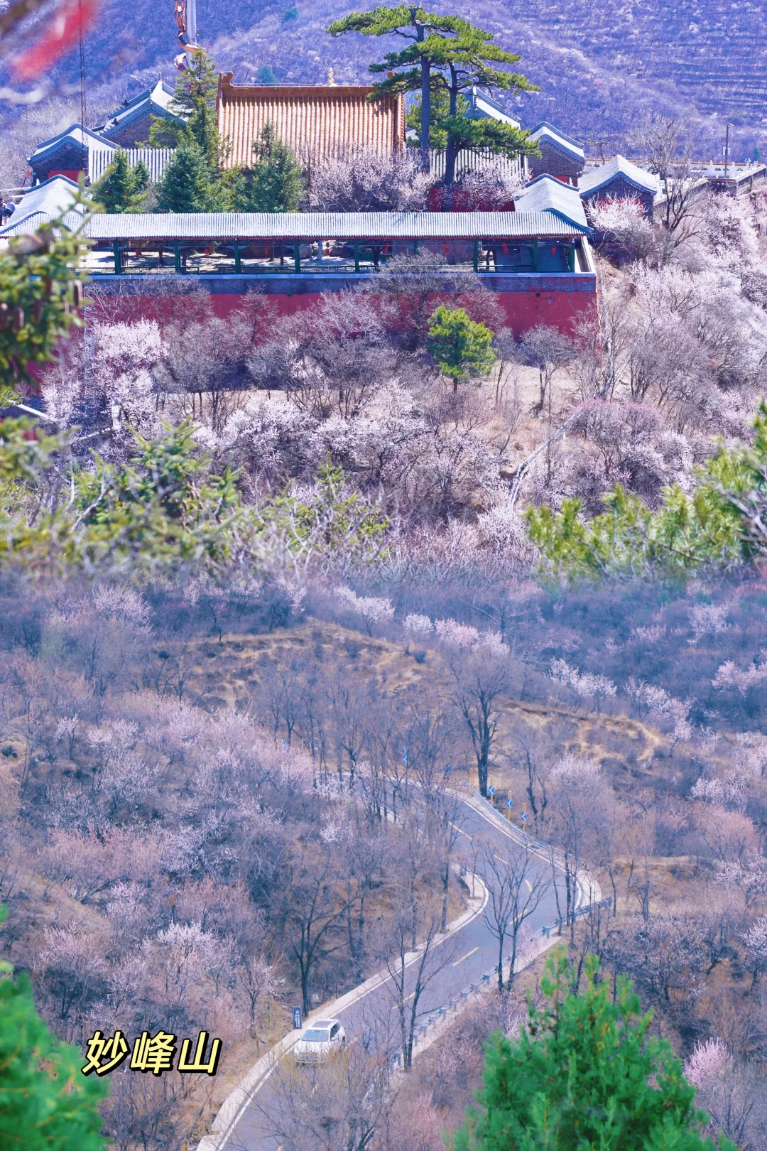 春日限定！花海古道已上线🌸错过等一年！