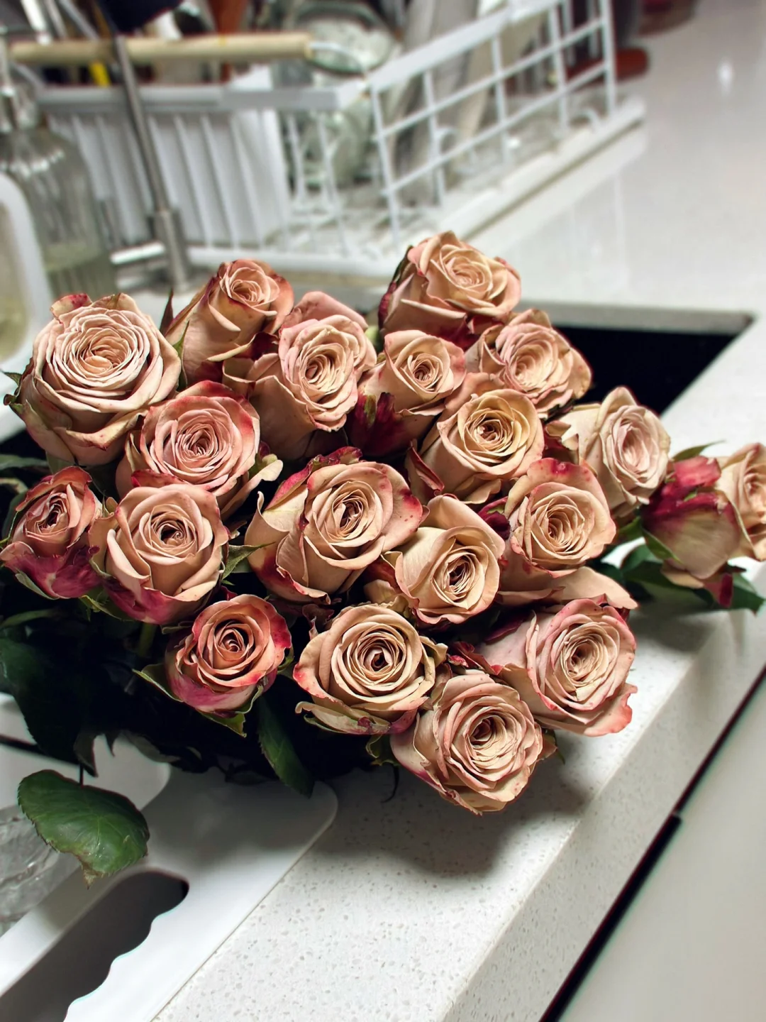 有花的日子日日都是好日/卡布奇诺玫瑰花