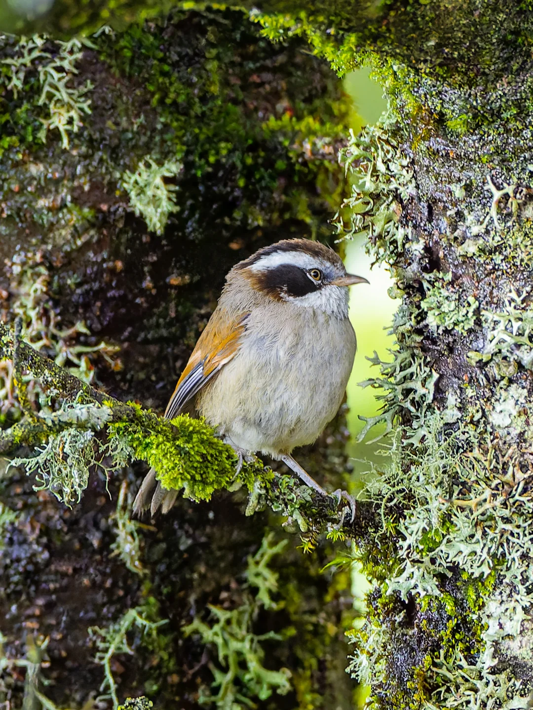 这是一只方形的小鸟