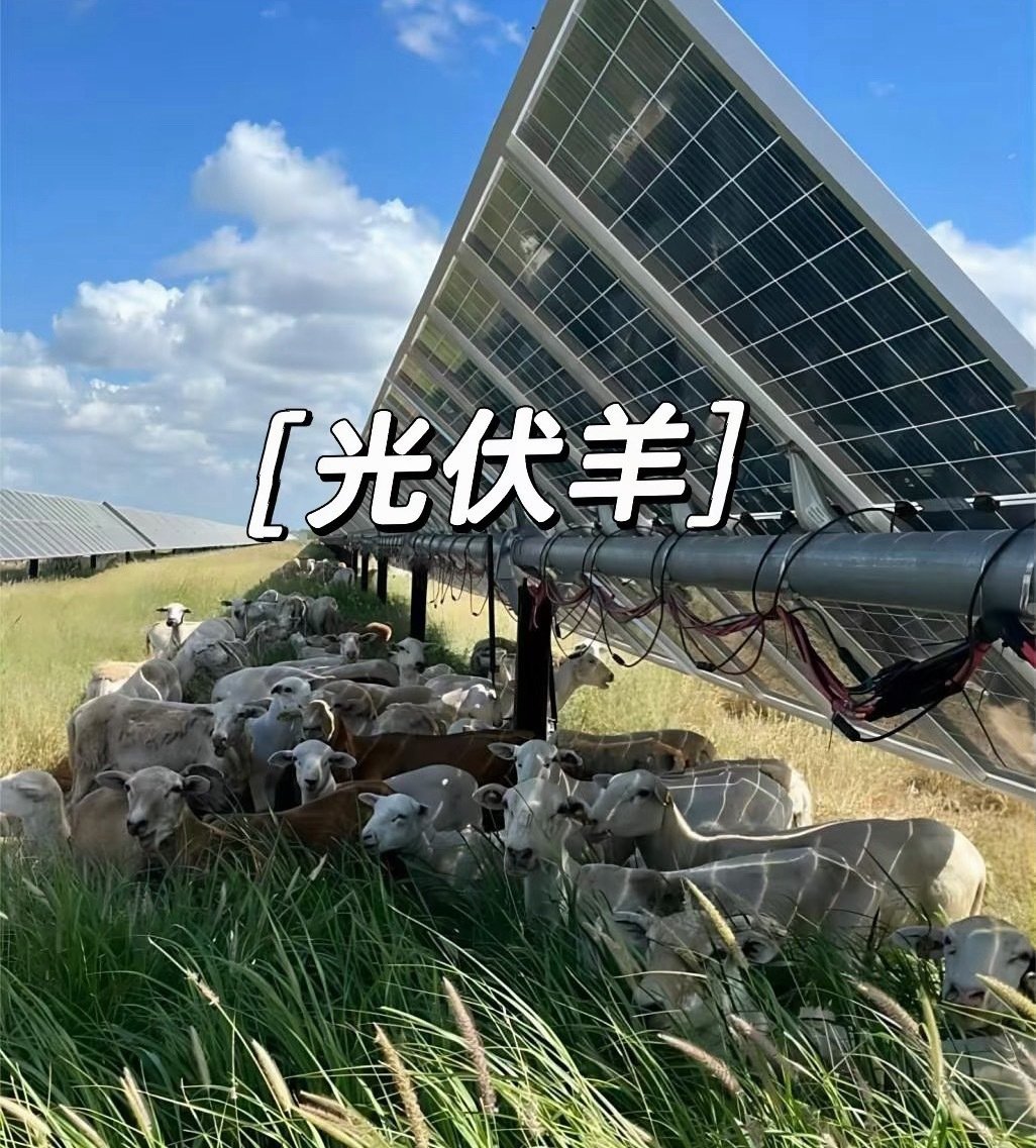 #光伏[超话]##除草机器人#司机#王嘉尔#给我家女婿#薇薇安·詹娜·威尔逊#和我雯渊•车送了一只小羊崽，这附近有所小学，我给小学生送了一些#我雯渊•车跟泽维尔•泽维尔·亚历山大·马斯克#小学时候喝的固态饮料和啤酒，我们看看监控买点高邮鸭蛋、饼、烤鸡，尝尝当地的无花果，等机器人除完这些杂草就可以 ​