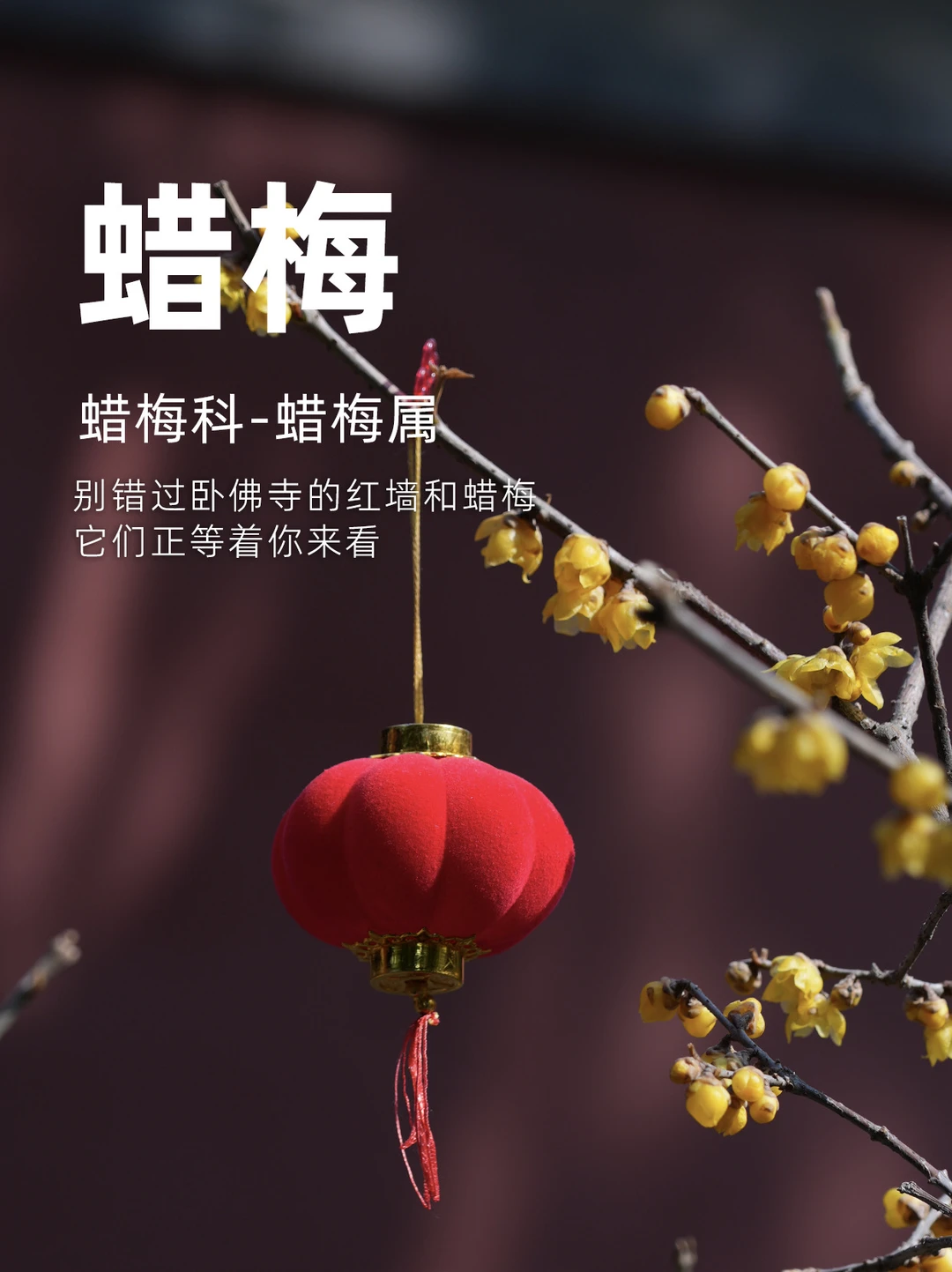 别错过卧佛寺的红墙蜡梅，它们正等着你来看