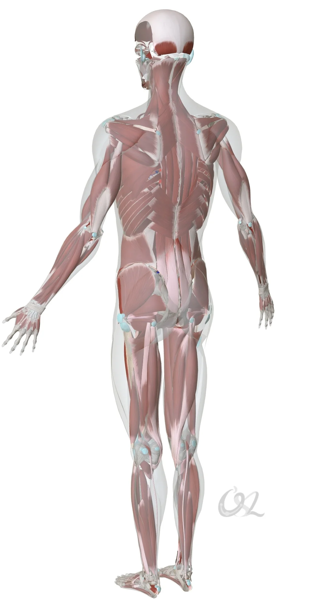 发生严重创伤后大脑为了减少损失，便不再前进。就像一个攀崖的人，不敢上去也下不去