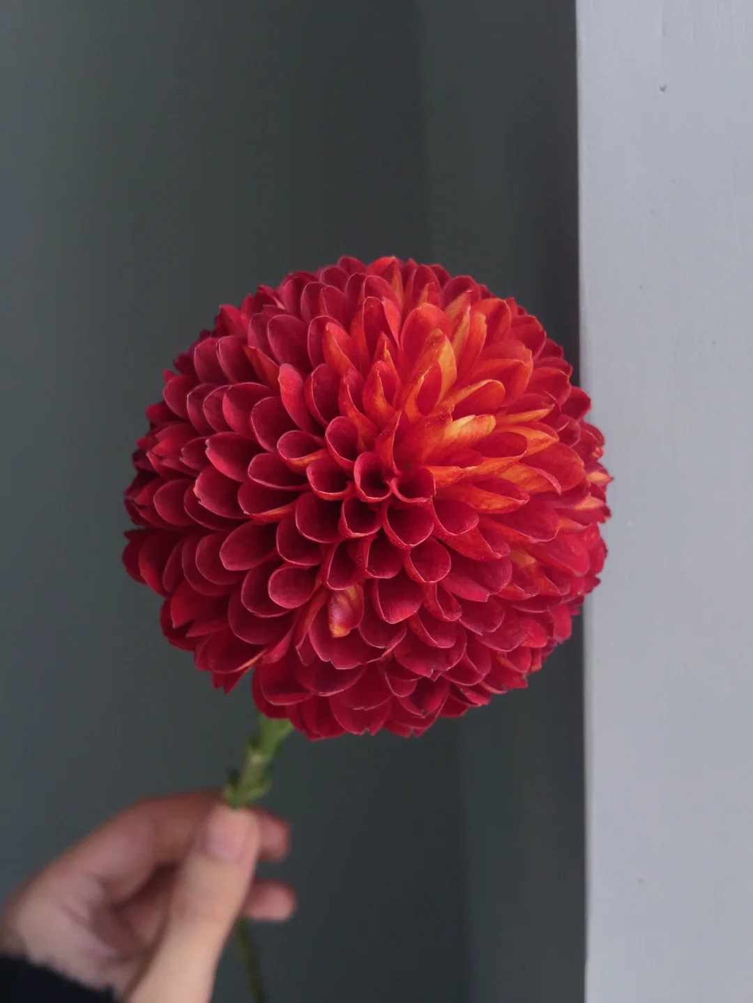 带你每天认识一种鲜花10｜乒乓菊