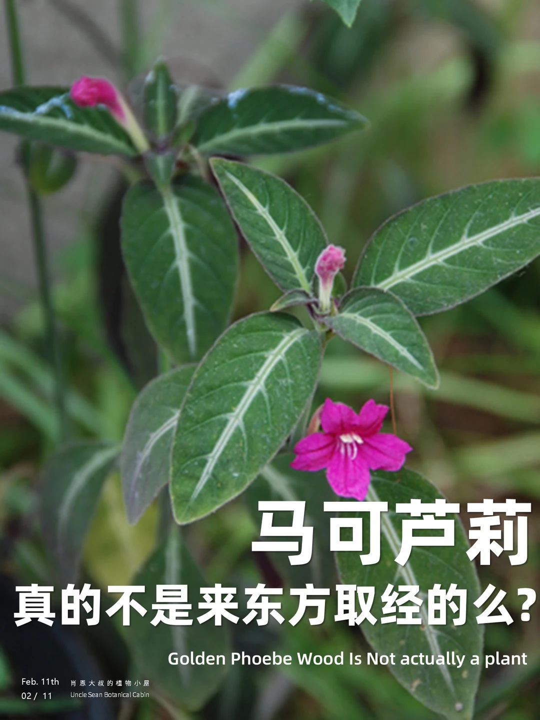 马可芦莉，马年的旅行植物