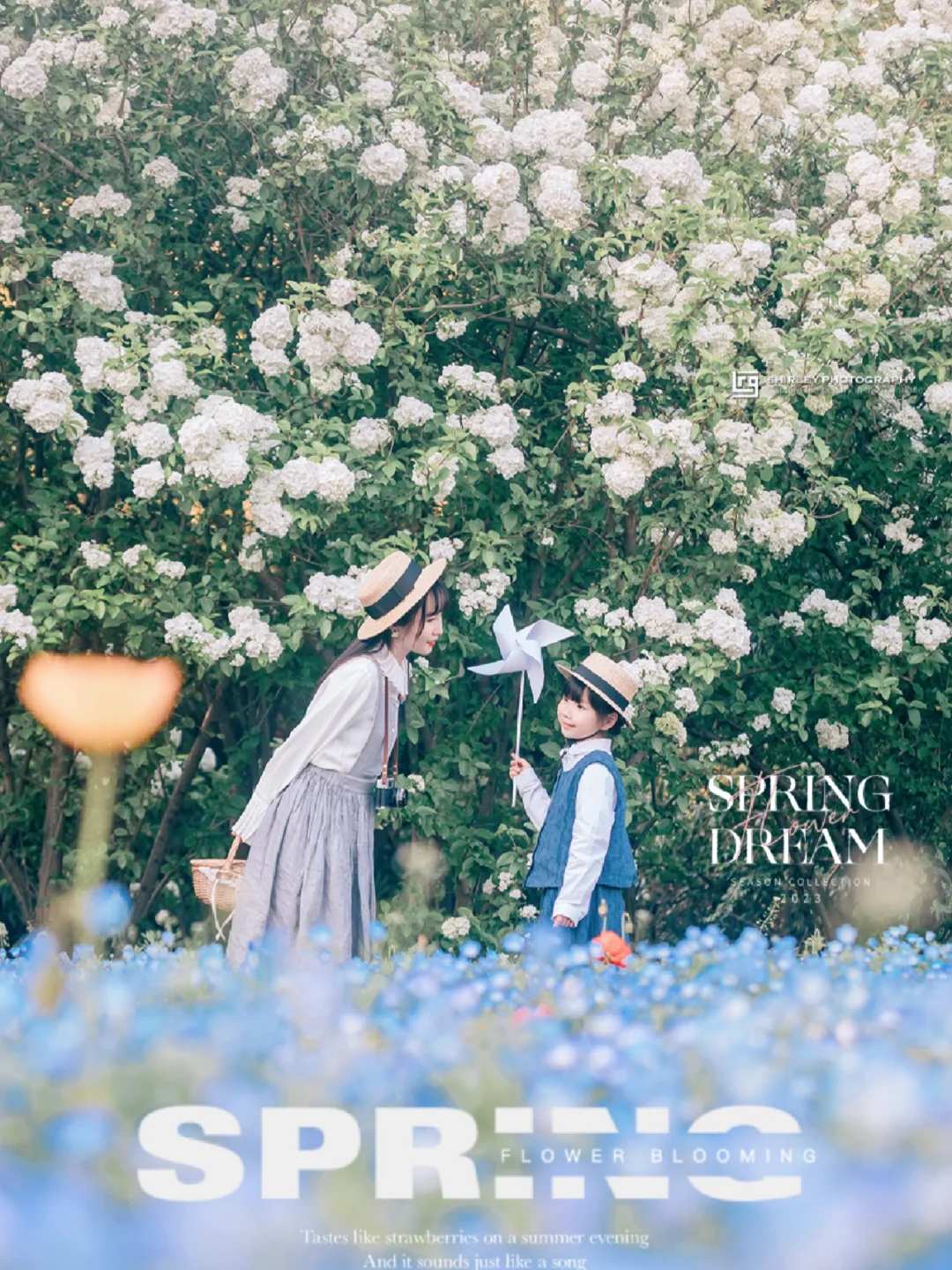 木绣球🆚喜林草，上海4月赏花🌸双顶流同框啦