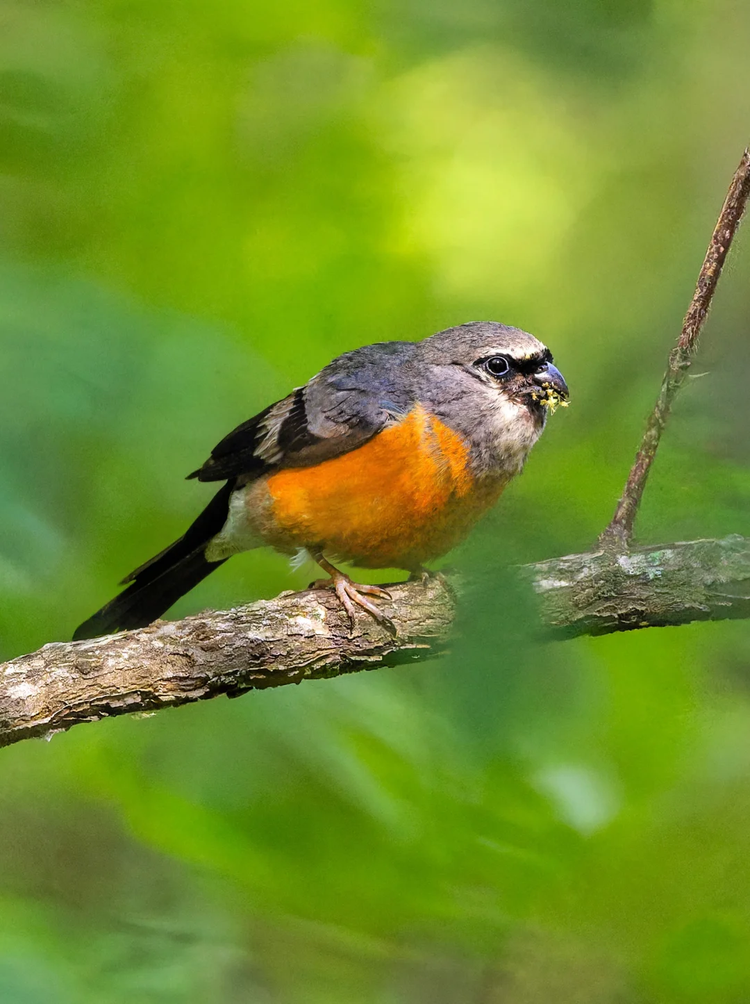 朴素的名字却有骚气的撞色穿搭: 灰头灰雀