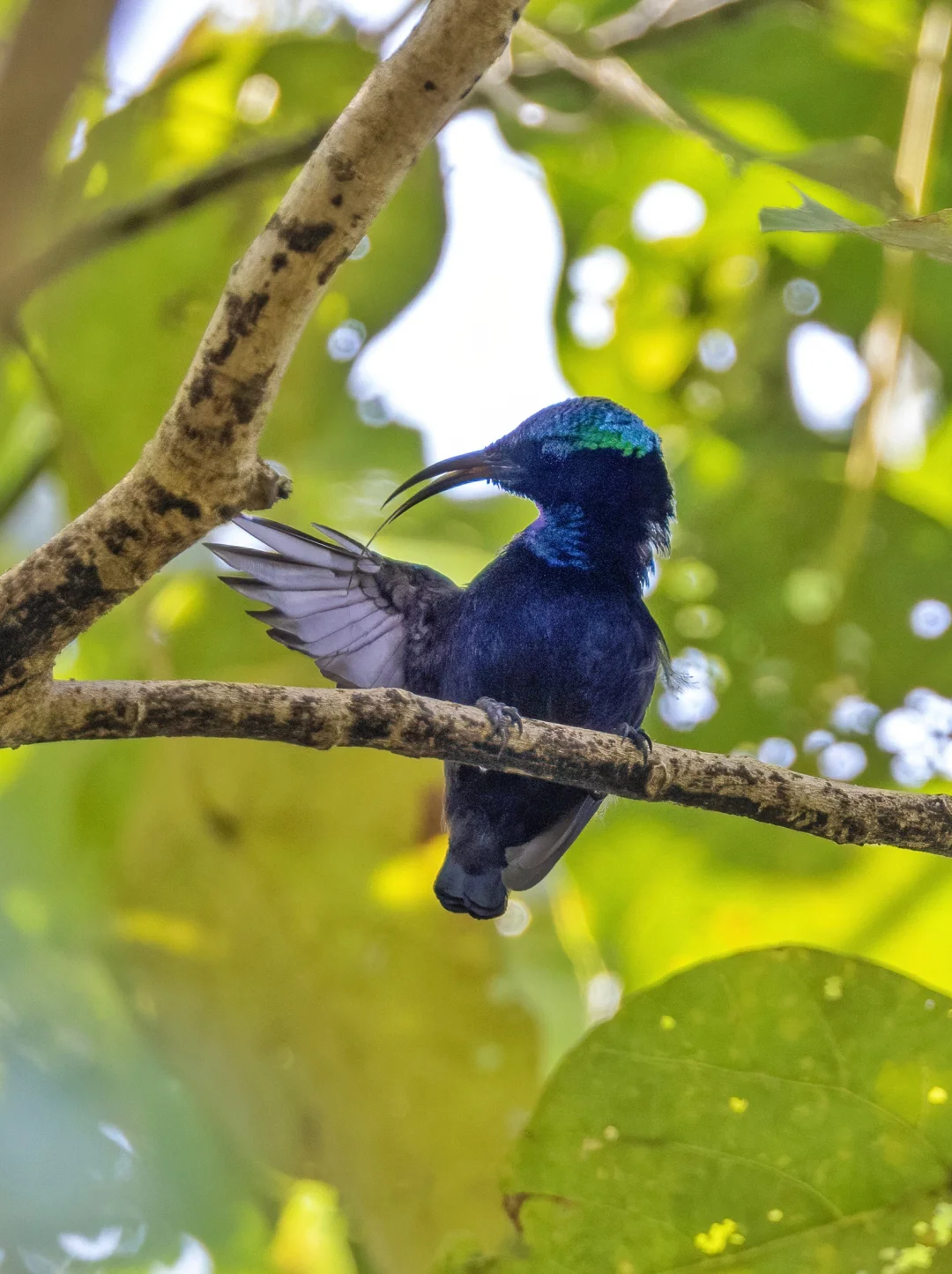 少见的纯黑的花蜜鸟