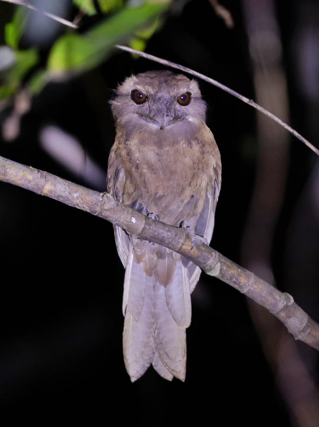 夜观看到一只超神秘的云斑蛙口夜鹰(蟆口鸱)