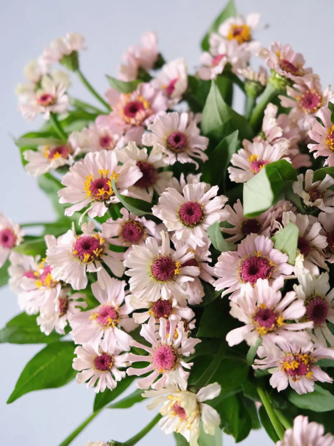 带你每天认识一种花材223｜可可爱爱百日菊