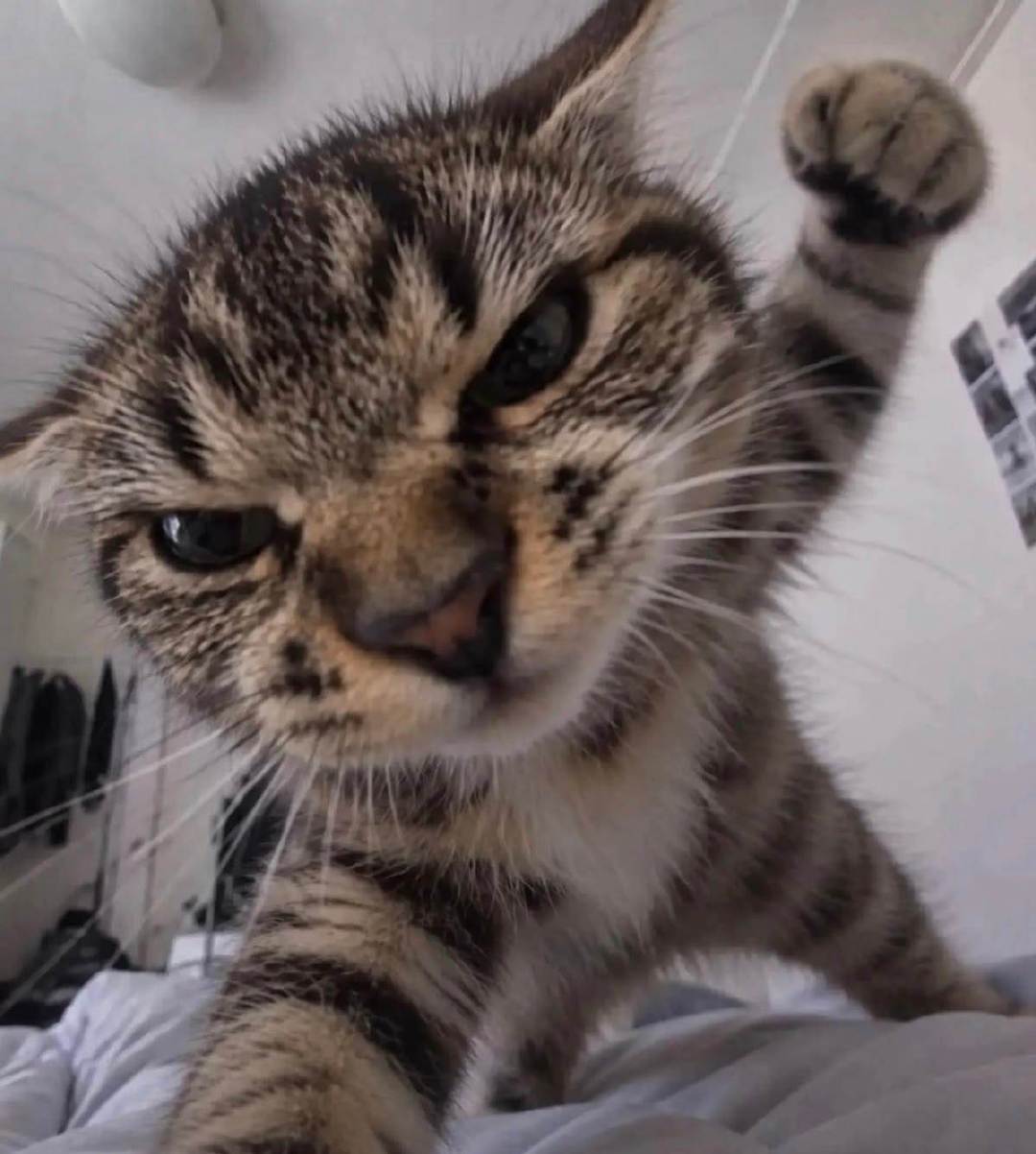🐈 ​​​