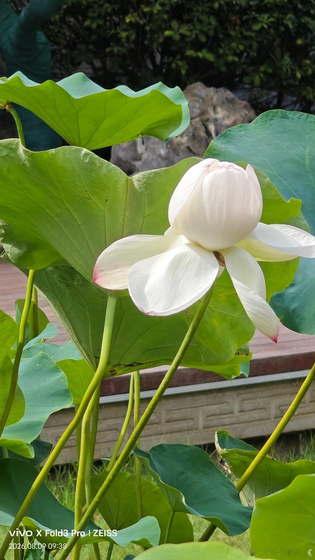 9月的老院柴扉边生着几丛淡粉的马兰头花，细碎的舌状小花顺着花茎铺成浅淡的花簇，深绿的长叶片带着软嫩的肌理，晨露在花瓣的边缘凝成透亮的小珠，掏出vivo对焦花下停驻的小隧蜂，连蜂腹的细毛纹理和晨露的虹彩反光都拍得细腻，老院的清润秋意顺着画面漫了出来。#vivo[超话]# ​