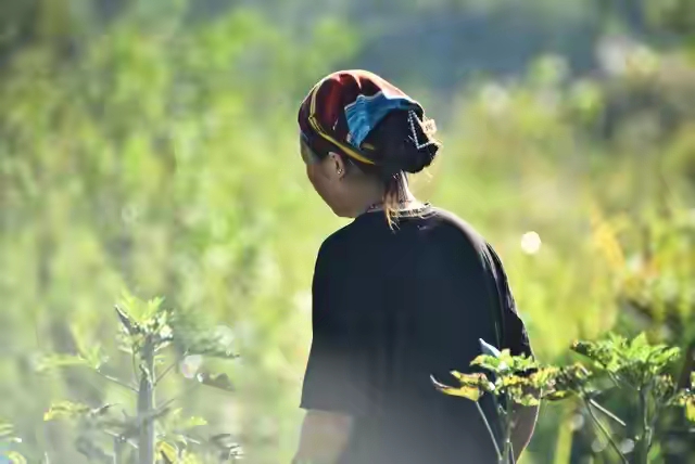 菜地烧1平米杂草引争议，执法要力度更要有温度
 
河南固始方集镇小畈村，53岁的贺女士五年前查出宫颈恶性肿瘤，常年在家休养。为减轻家里负担，她开辟一小块菜地种菜，自己吃省点开销。
 
近日，贺女士清理完菜地杂草，按照老一辈种地的习惯，就地把杂草烧掉，想用草木灰改良土壤，焚烧的地方也就1平方米。点火没