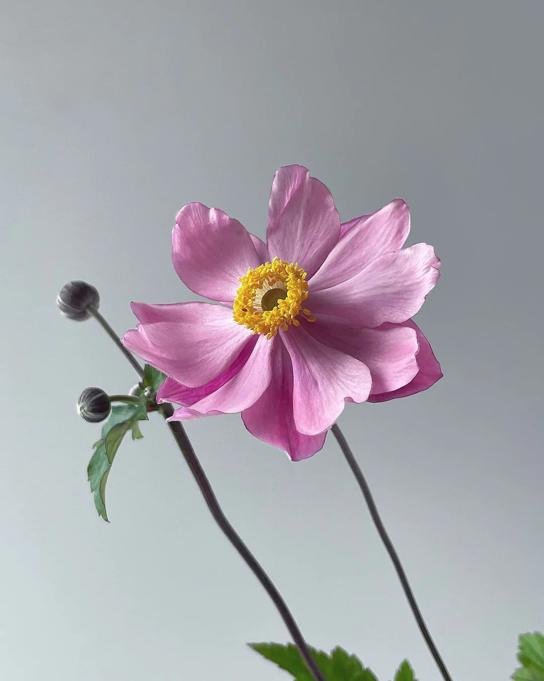 带你每天认识一种花材90｜日本海葵