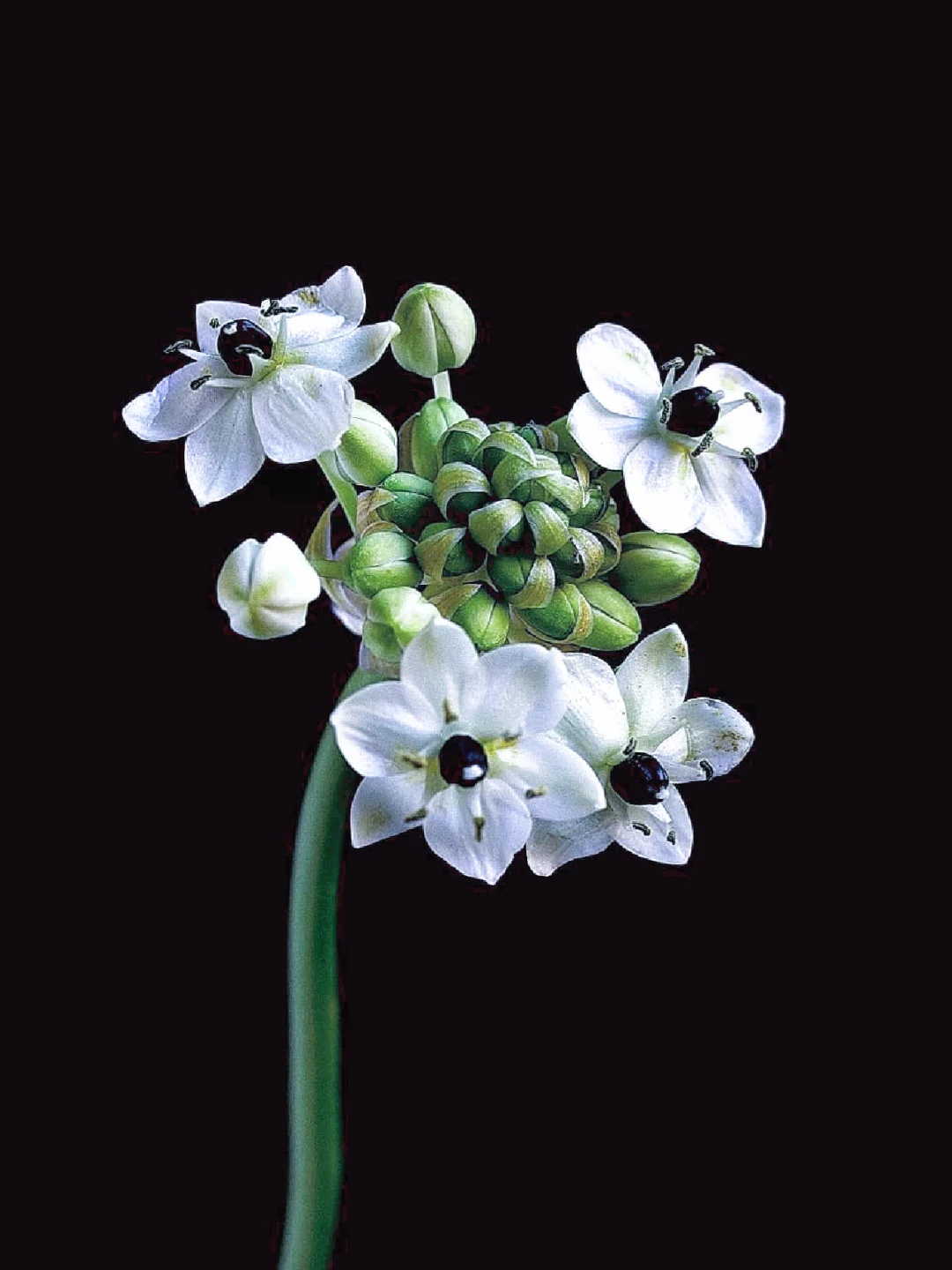 带你每天认识一种花材213｜伯利恒之星