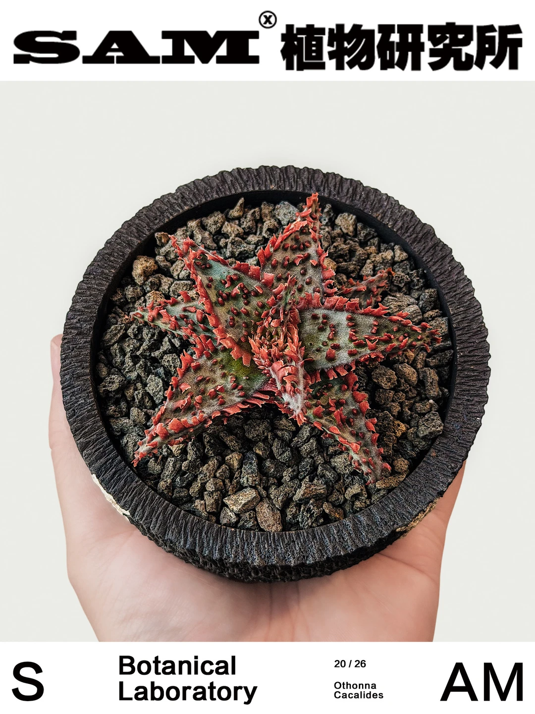 达达芦荟｜Aloe Hybrids 'Dada'