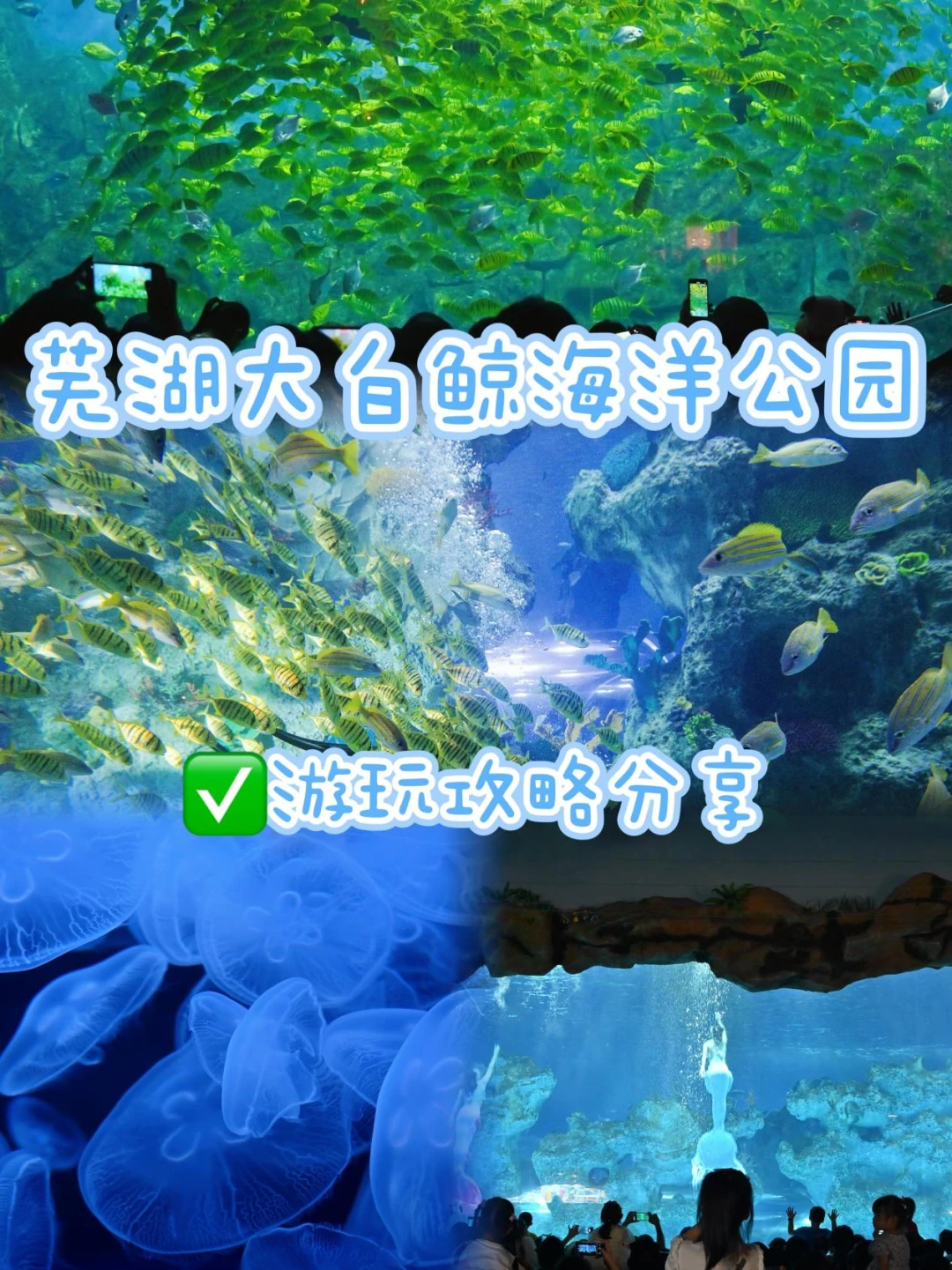五一芜湖大白鲸海洋公园打卡路线分享