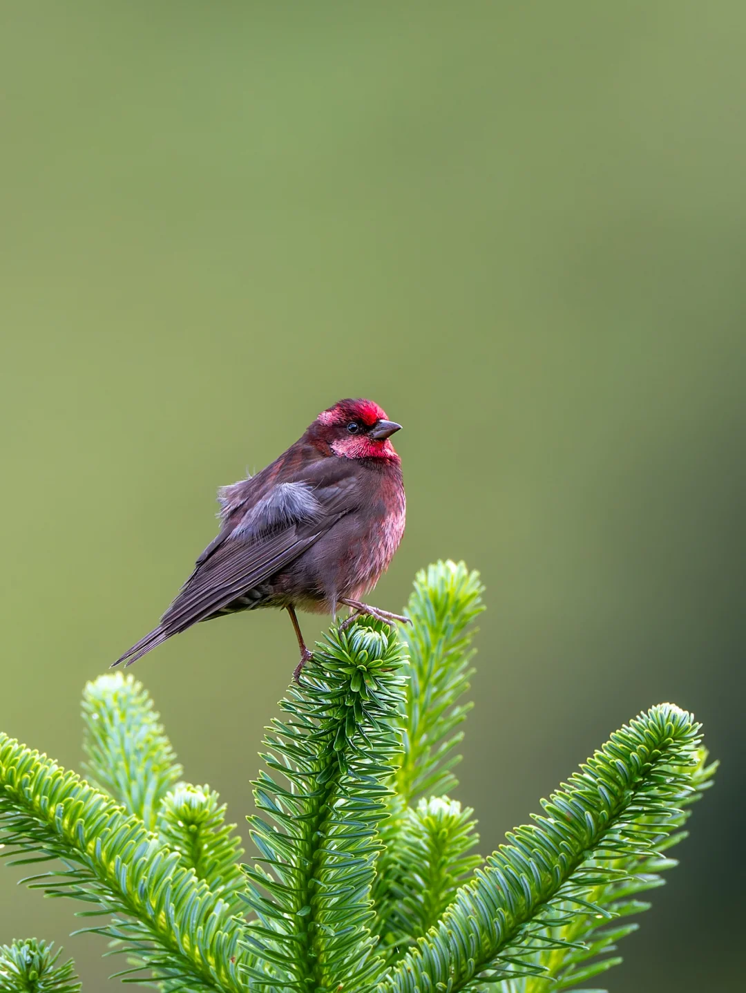 暗胸朱雀的自信时间