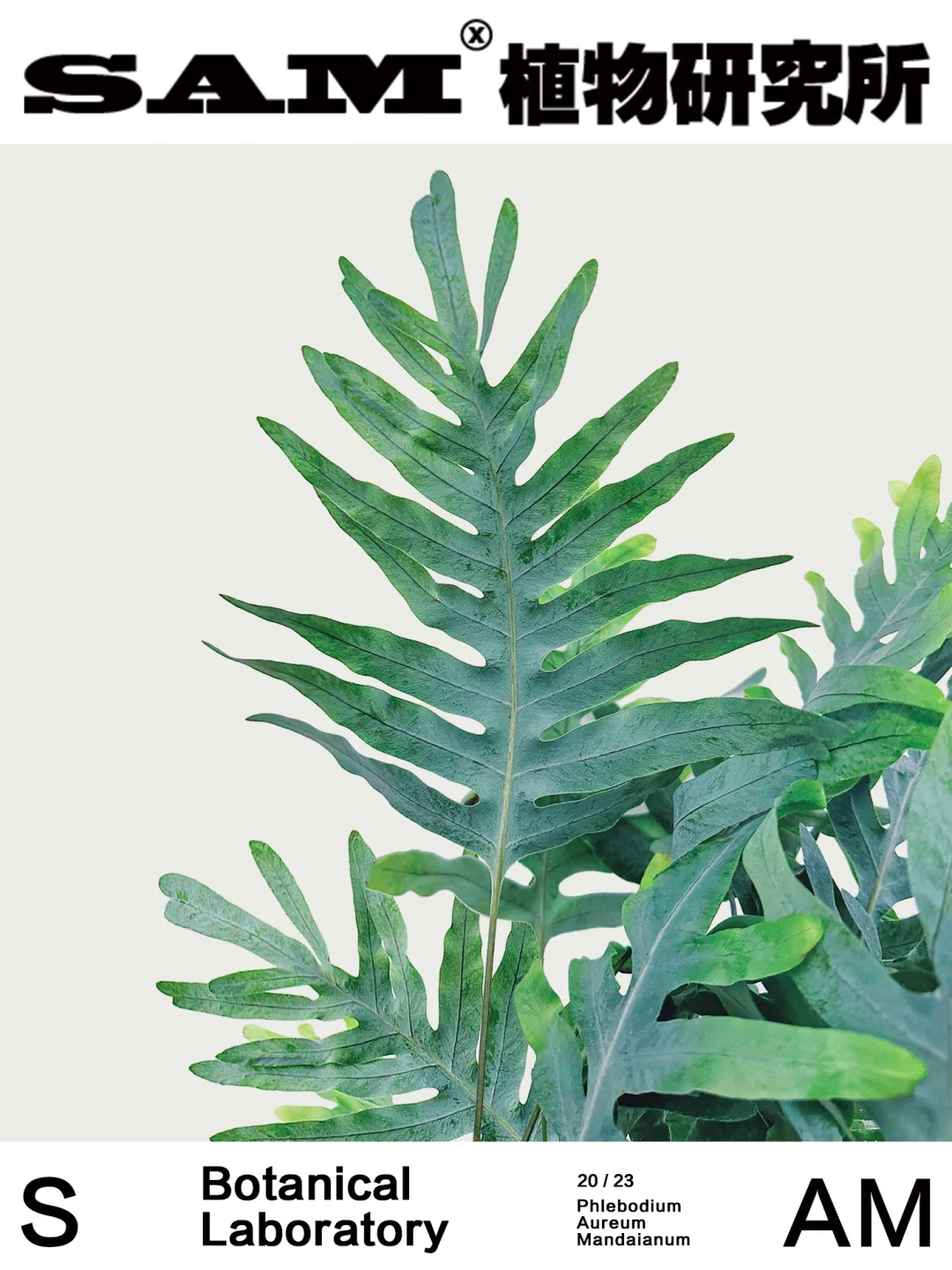 蓝星水龙骨｜Phlebodium Aureum