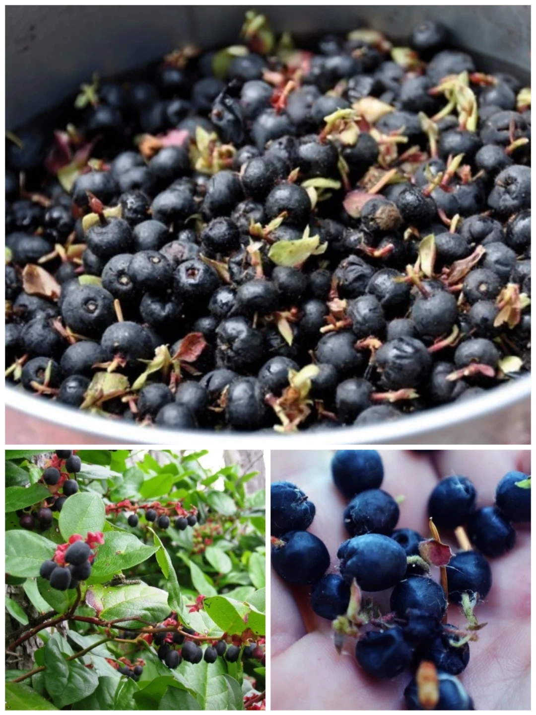 稀有浆果萨尔隆 杜鹃花科顶ji食用浆果