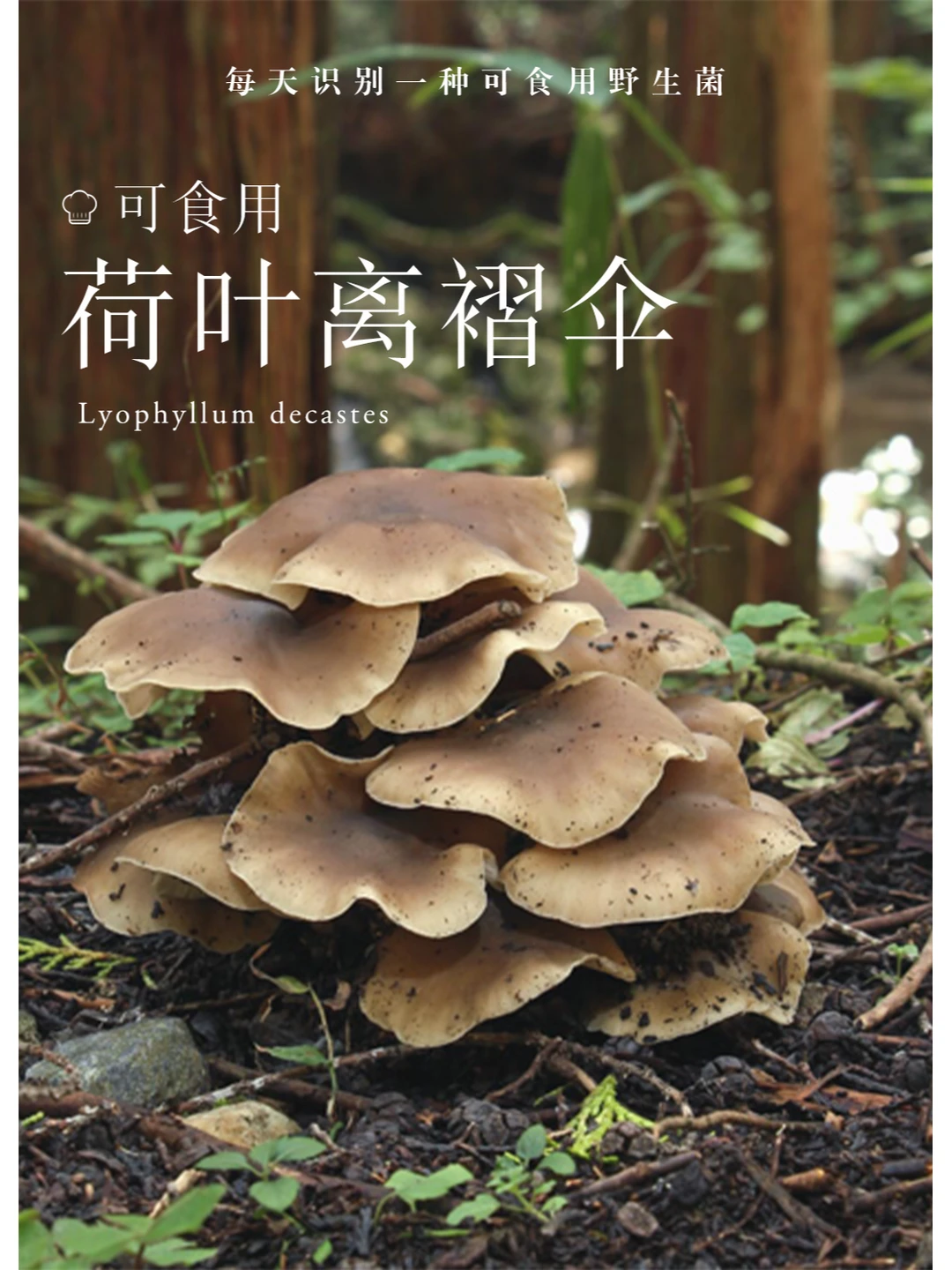 荷叶离褶伞，口感脆嫩爽口，我特别喜欢吃