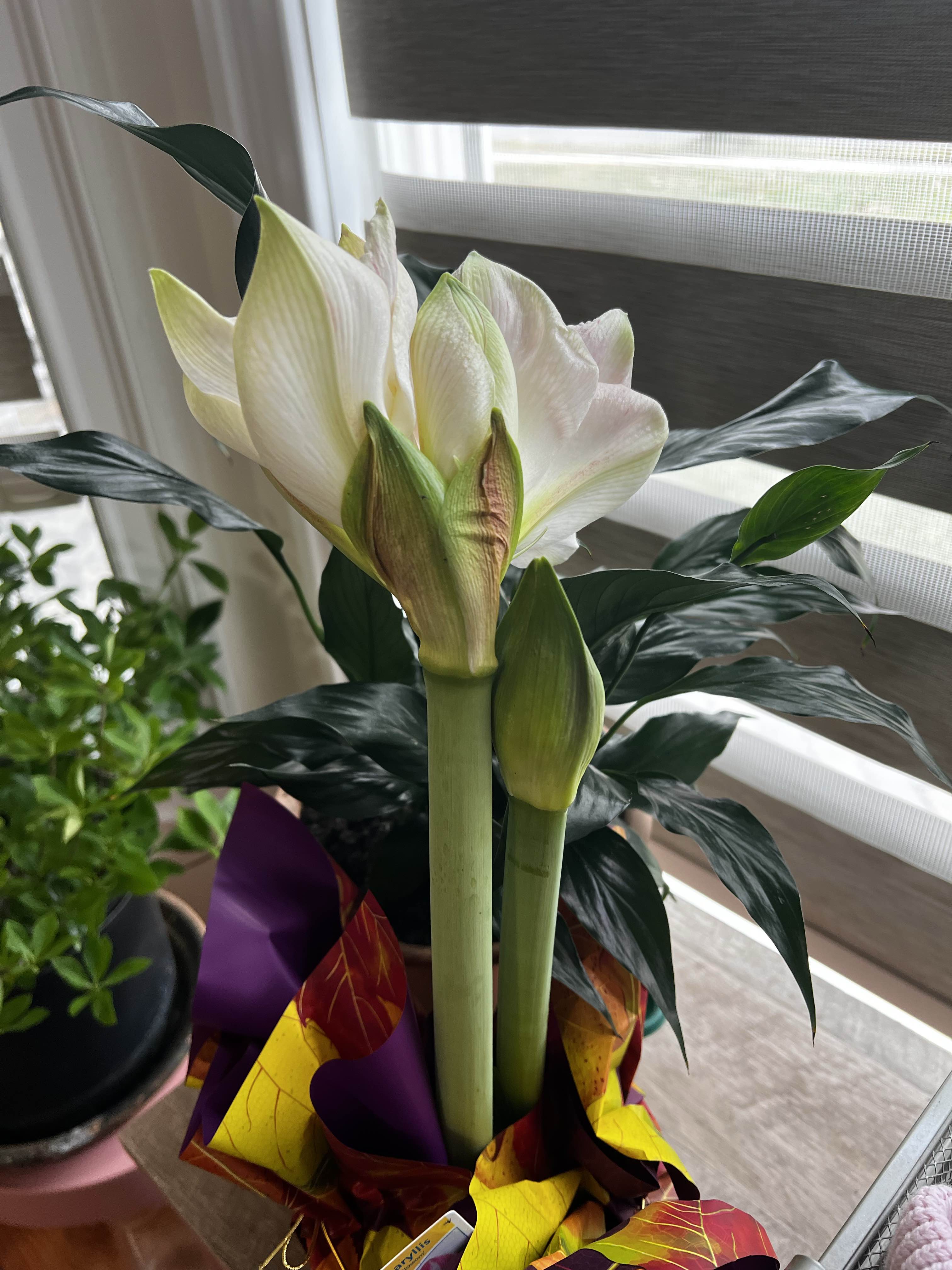 你会怎么选。女人长的漂亮。她也许不会是很聪明，但是会有男人有钱人，选...