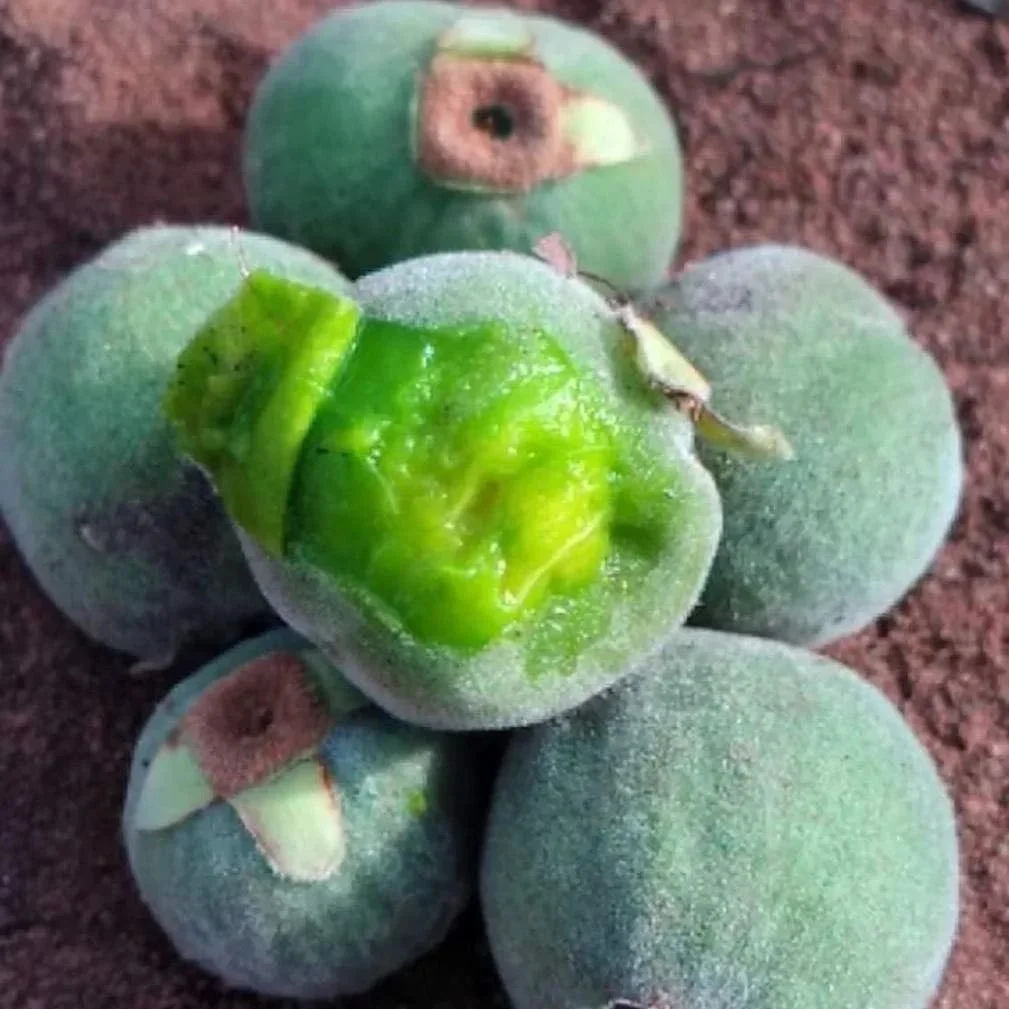 稀有桃金娘浆果 Eugenia Langsdorfii