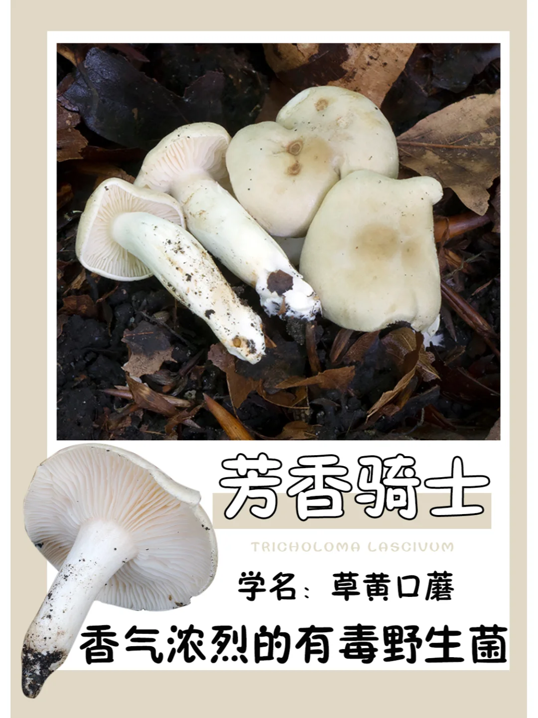 据说香气浓烈，很想闻一闻