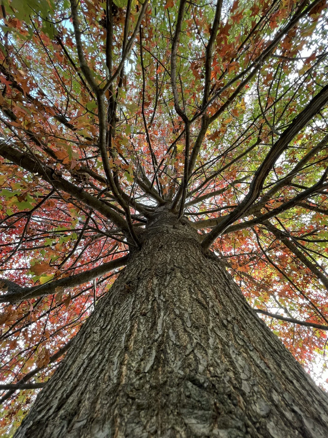 请用一张图证明你也喜欢抬头拍树🌲