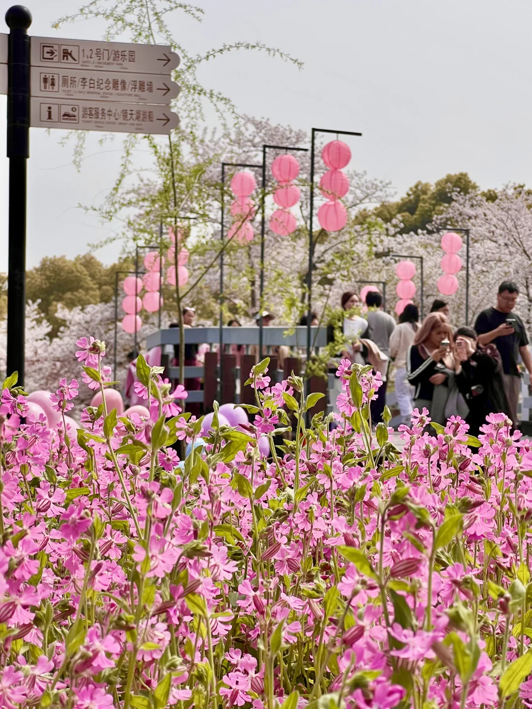 世纪公园不止樱花岛🌸4月赏花攻略🚶‍♀️