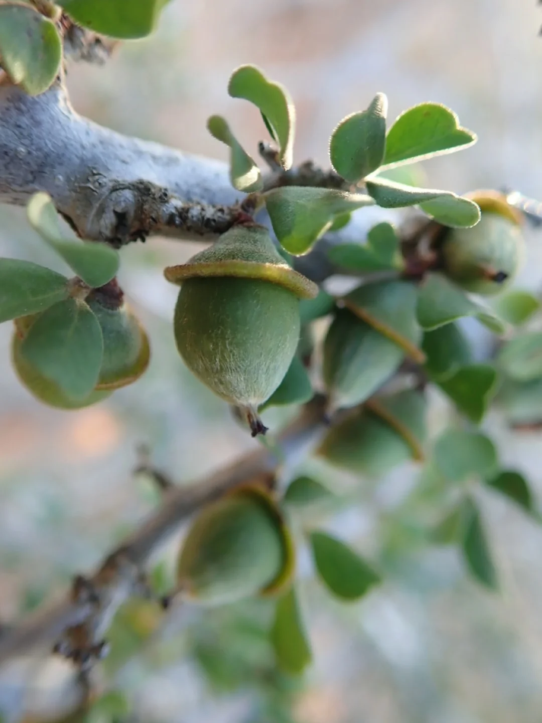 马达加斯加小柿子Diospyros manampetsae