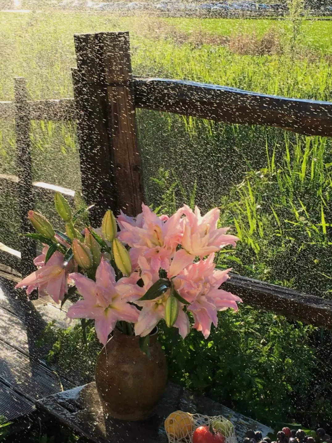 如果能住进这扇篱笆里，能有多幸福～