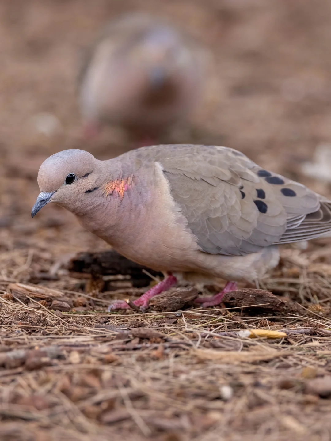 亮粉色小鸽鸽（斑颊哀鸽）
