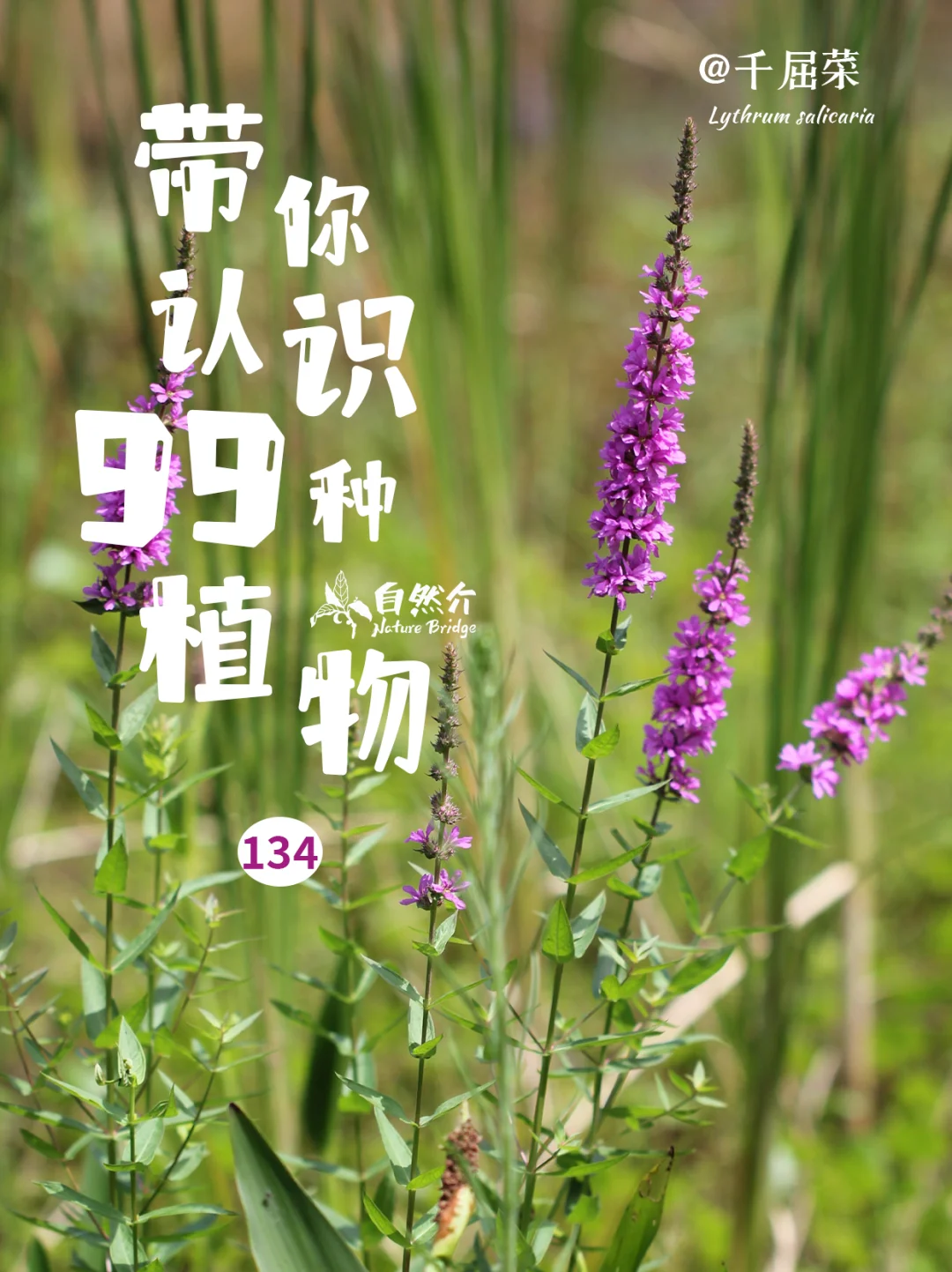 带你认识99种植物