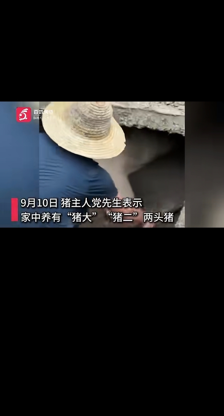 陕西农户家猪被泥石流埋三十六天奇迹生还

近日陕西柞水发生的一桩轶事，让不少人真切感知到生命的韧性有多强。
洪灾突至 猪圈完全掩埋
今年八月初当地遭遇强降雨引发的泥石流灾害，村民小党家的猪圈被泥沙完全覆盖，家里养的两头猪只有一头顺利跑出，剩下的猪大所有人都认定不可能生还。这两头猪本来养了大半年准备年