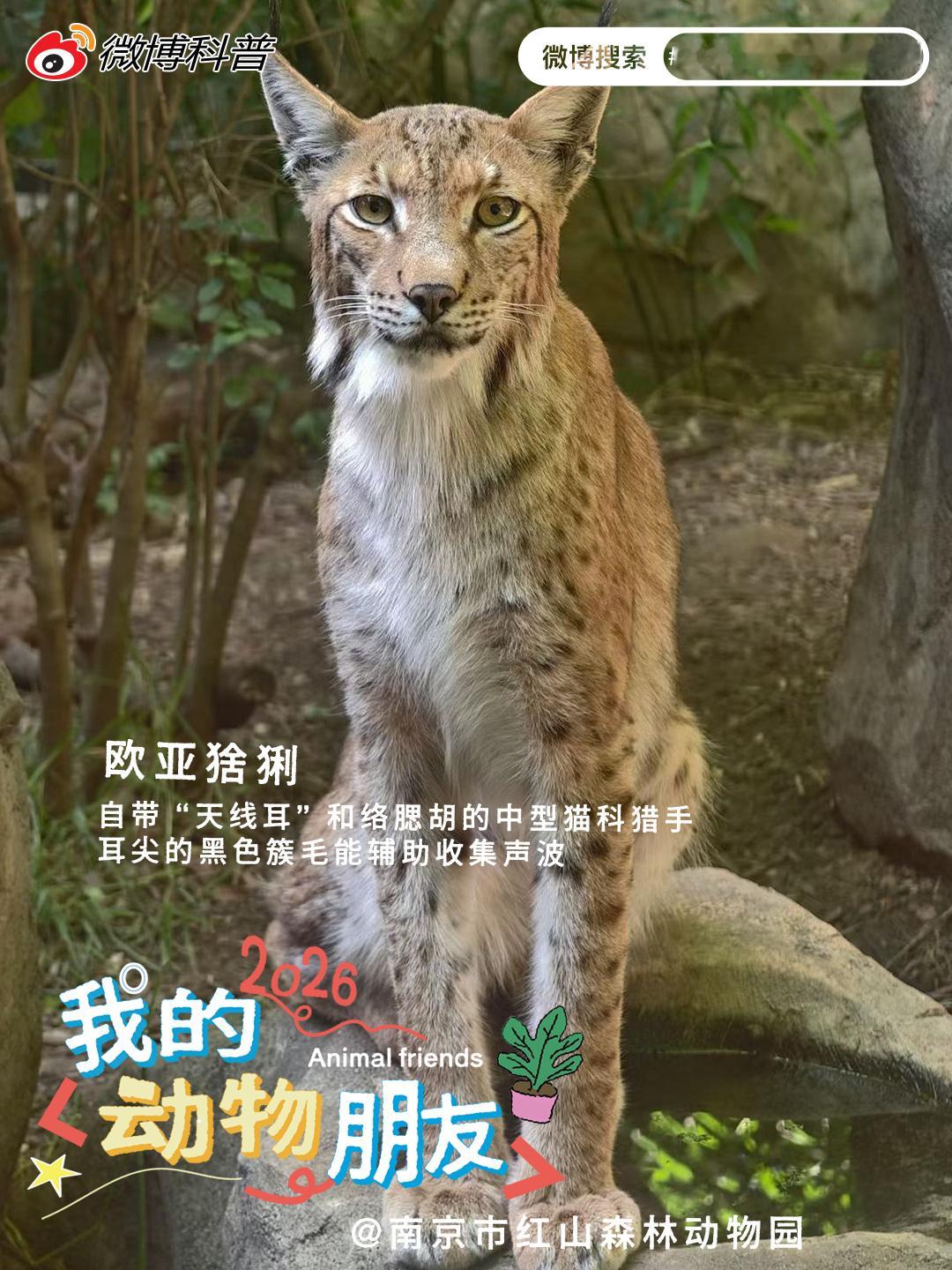 宝藏精选第五十四期 自然万物各有风姿，林间飞鸟灵动俏皮，园区萌兽可爱出...