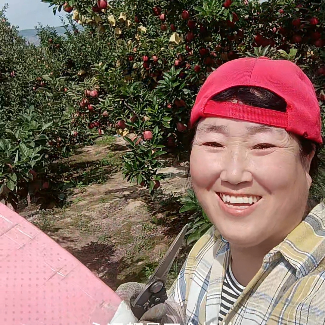 时间过得真快，不知不觉，2026大半年已过，再过一个月，又要采摘花牛苹果了。