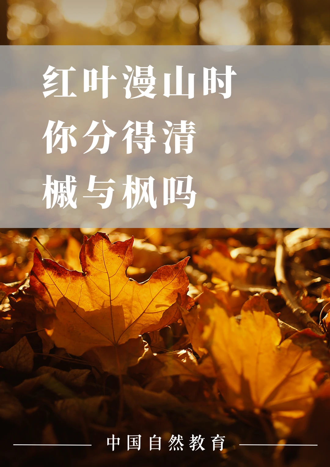 科普知识｜红叶漫山时，你分得清槭与枫吗？