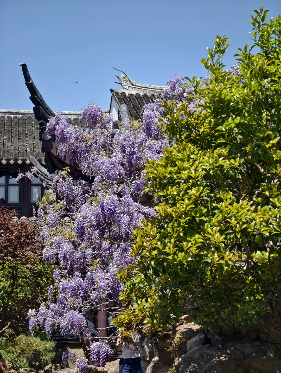 4.7网师园实拍！紫藤花瀑布来袭！！！