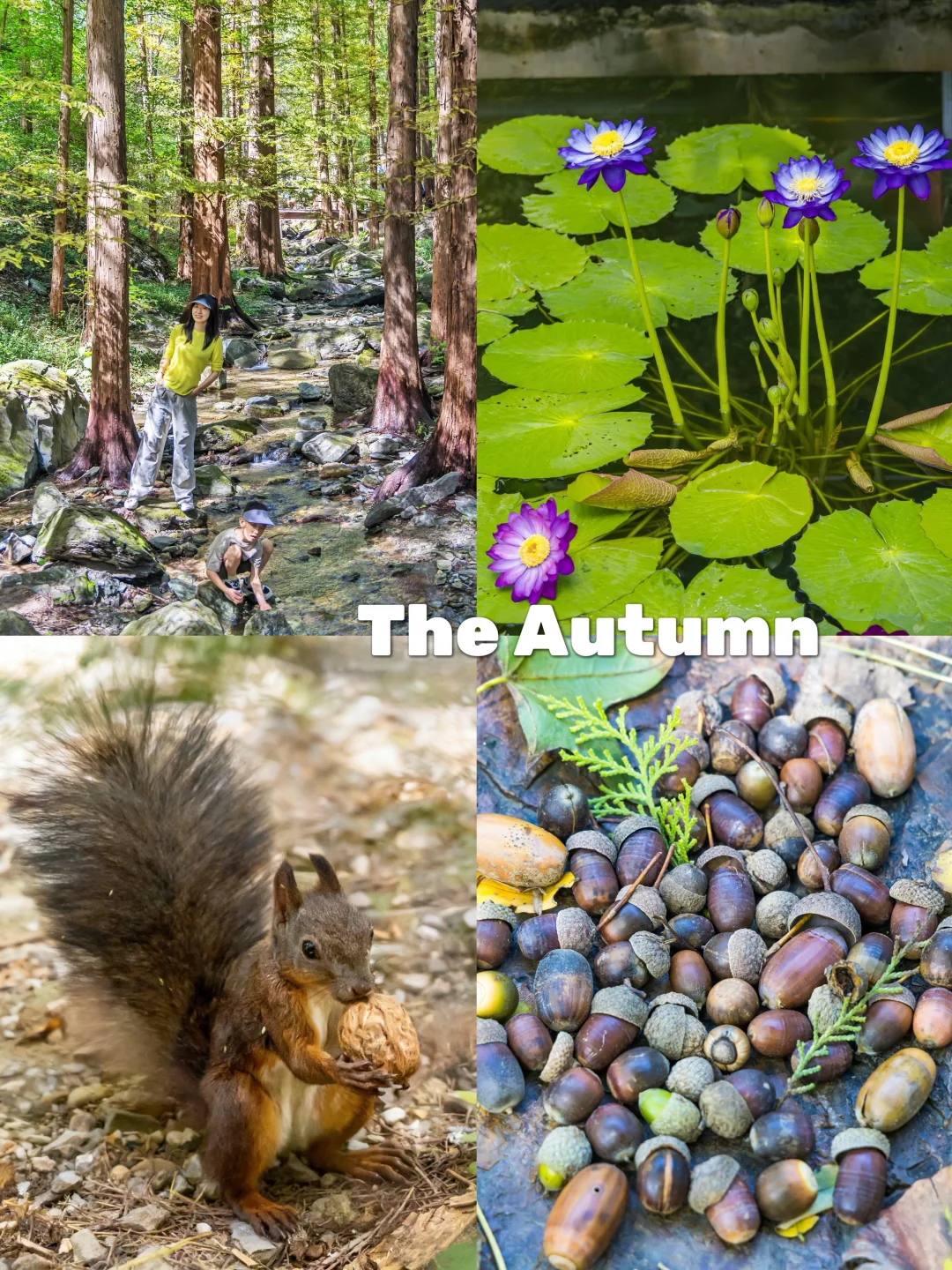 9.21国植捡秋🍁正当时‼️一日游路线🍂附地图