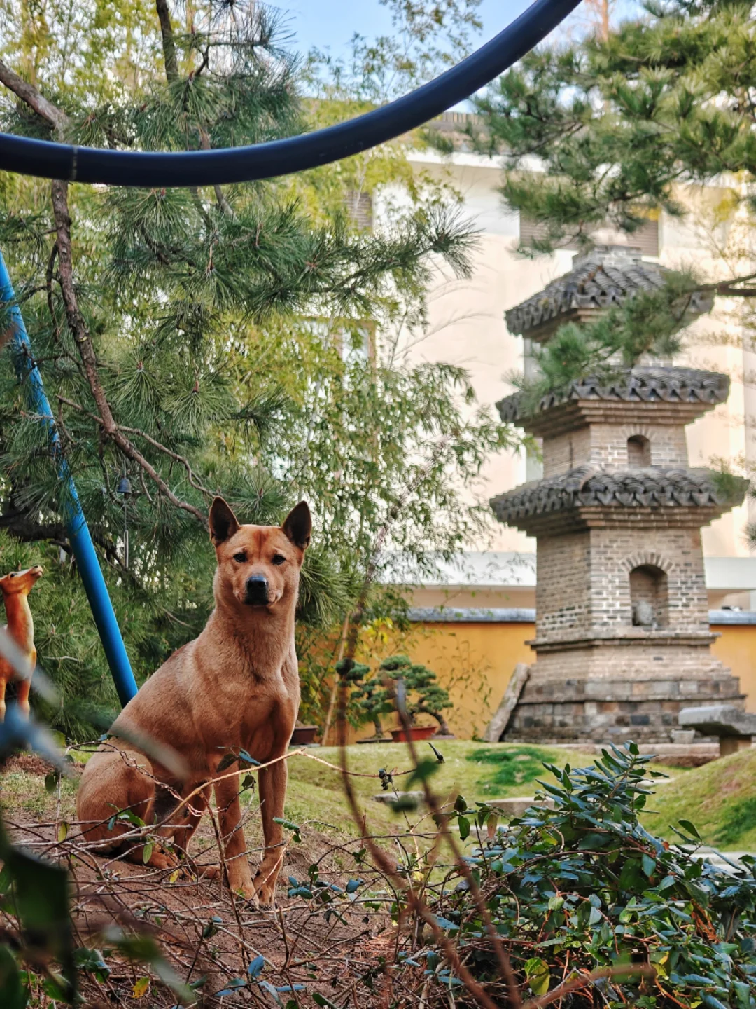龙华寺不如改名龙华动物园吧