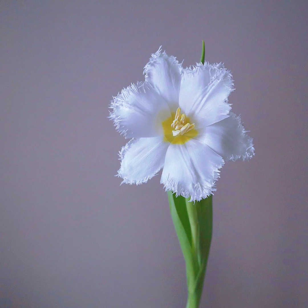 带你每天认识一种花材62｜奶油色毛边郁金香