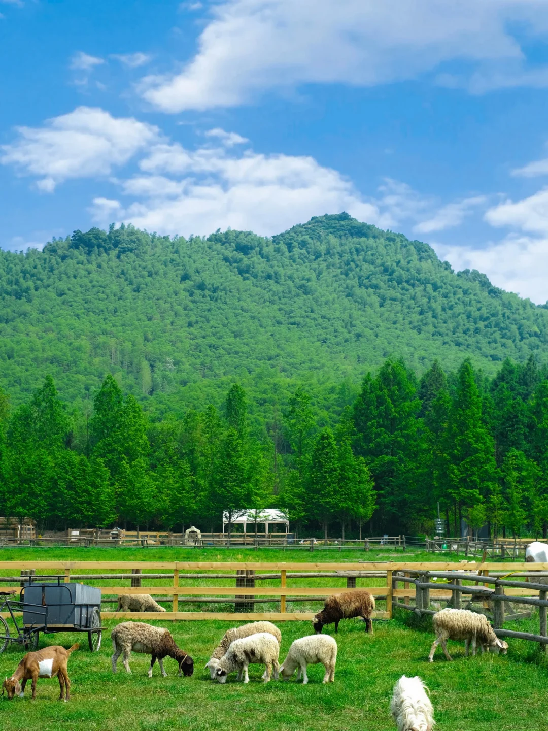 南京出发2h｜被问爆的小伊犁草原农场🌳