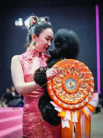 朋友圈被霍思燕的爱犬在意大利夺冠刷屏了。我对宠物赛事不太了解，但看她那...