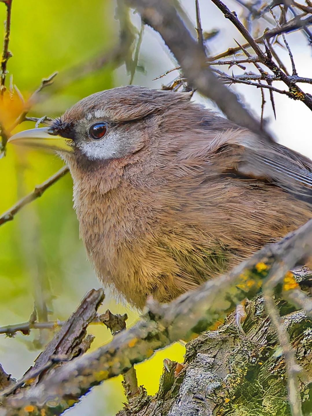 躲藏的黑额山噪鹛总算被我对上焦了